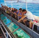 Cairns   Reef Cruises   Activity  •  Sunlover Cruises