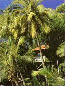 Bedarra Island retreat, tropical North Queensland and the Great Barrier Reef